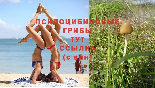 прущие грибы Баксан